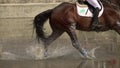 Rider with horse crossing water