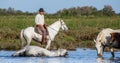 Rider on the horse graze Camargue horses in the swamp