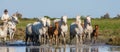 Rider on the horse graze Camargue horses in the swamp