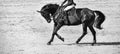 Rider and horse in jumping show, black and white Royalty Free Stock Photo