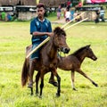 Rider on horse with lasso and spear at Pasola Festival, Kodi, Sumba Island, Nusa Tenggara Royalty Free Stock Photo