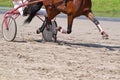 Rider on a horse race Royalty Free Stock Photo