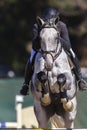 Rider Horse Show Jumping Action Royalty Free Stock Photo