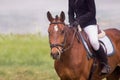 rider on horseback, equestrian competition, close-up, horse head Royalty Free Stock Photo