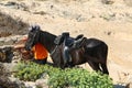 Rider on horseback riding on the Mediterranean coast Royalty Free Stock Photo