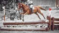 Rider jumps a horse during practice on cross country eventing course, duotone art Royalty Free Stock Photo