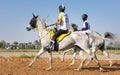 Rider participating in an endurance race. Royalty Free Stock Photo