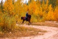 Rider on a red horse on the background of an autumn forest