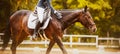 A rider in the saddle praises a bay horse, affectionately patting the neck. Equestrian sports and horse riding. Photos of horses