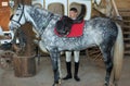 Rider tightens a saddle-girth Royalty Free Stock Photo