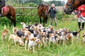 Rider waiting for hunt with hunting dogs, hunter hounds, beagle dogs waiting for hunt