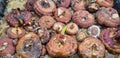 gladiolus bulbs macro sprouts brown nature flowers background earth in the ground planting gladioli