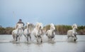 Rider on the White horse drives the horses through the water. Royalty Free Stock Photo