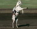 Rider on white horse stands on its hind legs, horse reared Royalty Free Stock Photo