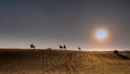 Riders on Arabian horses gallop across the desert at sunset