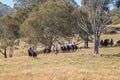 Riders Arrive For The Re-Enactment At The Man From Snowy River Bush Festival 2019