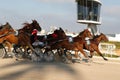 Horse harness race or sulky race in palma de mallorca hippodrome Royalty Free Stock Photo