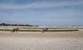 Horse harness race start wide view Royalty Free Stock Photo