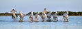 Riders and Herd of White Camargue horses running through water