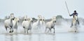 Riders and Herd of White Camargue horses running through water