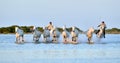 Riders and Herd of White Camargue horses running through water