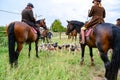 Rider waiting for hunt with hunting dogs, hunter hounds, beagle dogs waiting for hunt Royalty Free Stock Photo