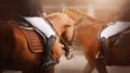 Riders are sitting on two sorrel horses in saddles, illuminated by sunlight. Equestrian sports and ammunition. Horse riding