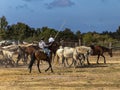 riders take to the swamps of DoÃÂ±ana National Park, in southern Spain, for a roundup of wild horses