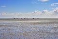 Riders in wadden sea at low tide Royalty Free Stock Photo