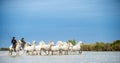 Riders on the White horse drives the horses through the water. Royalty Free Stock Photo