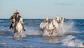 Riders on the White horse drives the horses through the water. Royalty Free Stock Photo