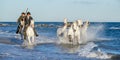 Riders on the White horse drives the horses through the water. Royalty Free Stock Photo