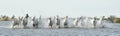 Riders and White horses of Camargue running through water.