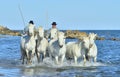 Riders and White horses of Camargue running on the water.
