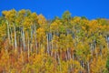 Ridge of aspen trees display Fall Colors in Colorado