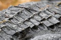 Ridge of epidermal scutes along the back of an American Alligator