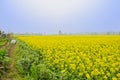 Ridge in flowering field on foggy sunny spring day Royalty Free Stock Photo