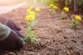 A ridge of freshly planted yellow marigold seedlings. Hands in garden gloves.