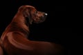 Ridge of Rhodesian Ridgeback