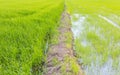 The ridge staight way thougt the rice field Royalty Free Stock Photo