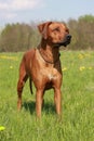 Ridgeback Royalty Free Stock Photo