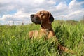 Ridgeback Royalty Free Stock Photo