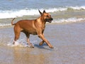 Ridgeback at the beach