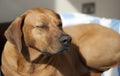 Ridgeback dog sleeping in the sun Royalty Free Stock Photo