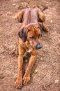 Ridgeback dog Royalty Free Stock Photo