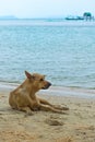 Ridgeback Phu Quoc dog on the island beach. Dog Phu Quoc. Vietnam.