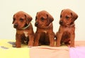 Ridgeback puppy