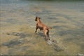 Ridgeback running through shallow water