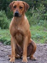 Ridgeback05