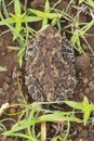 Ridged Toad Dorsal, Duttaphrynus parietalis, Maharashtra